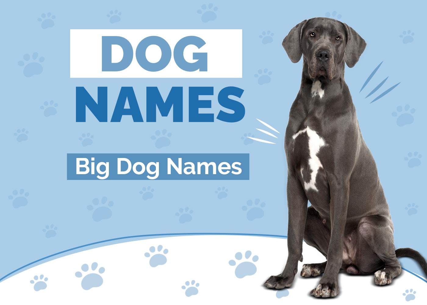 100+ Big Dog Names: Ideas for Large & Lovable Dogs