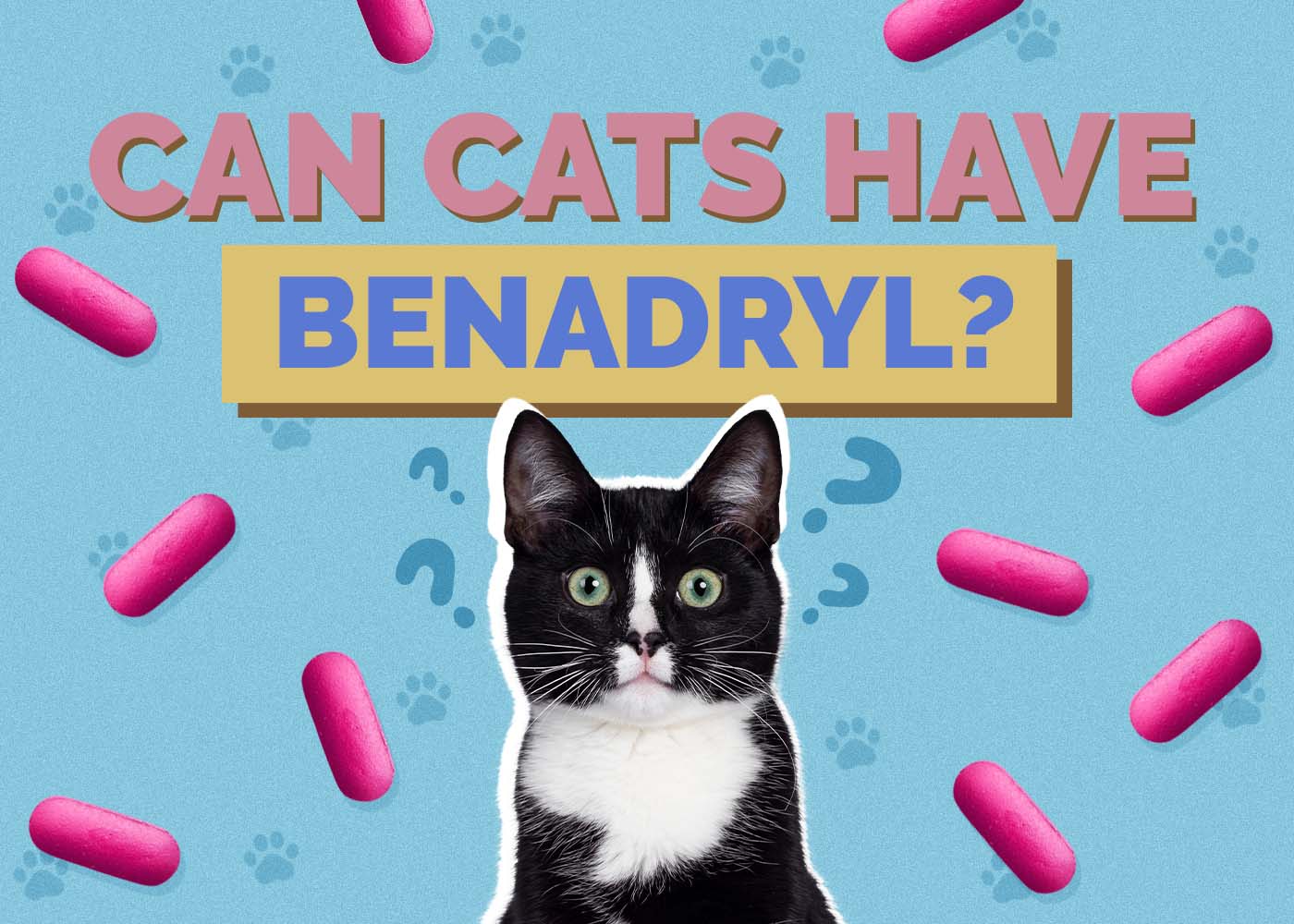 Can Cats Have Benadryl? Our Vet Explains