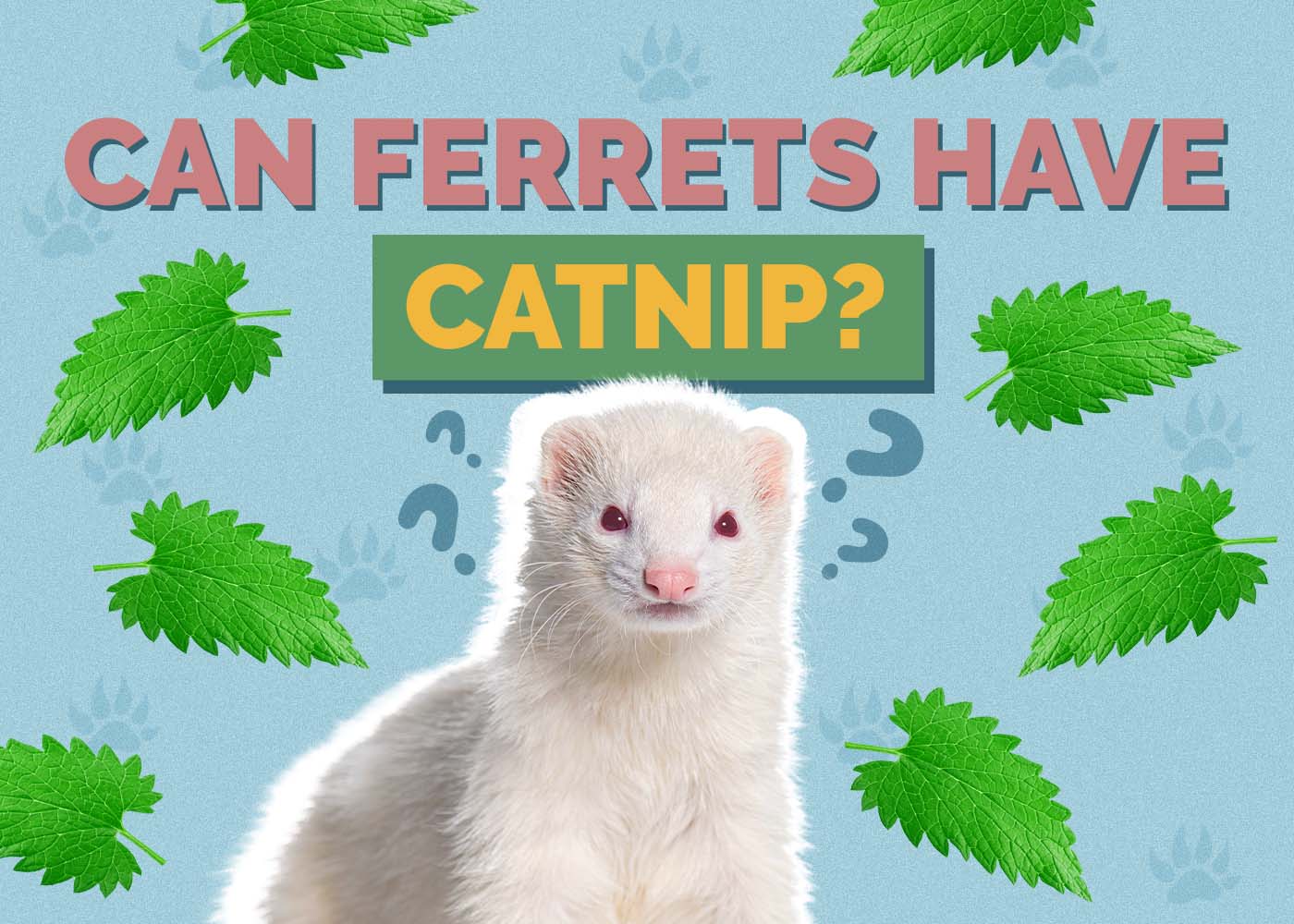 Can Ferrets Have Catnip? Vet Approved Advice