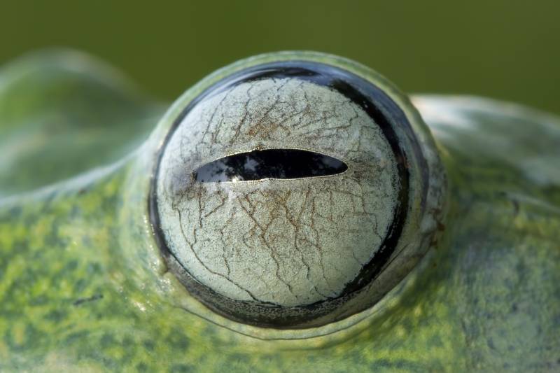 Can Frogs See Color? Vet Approved Vision Facts & FAQ