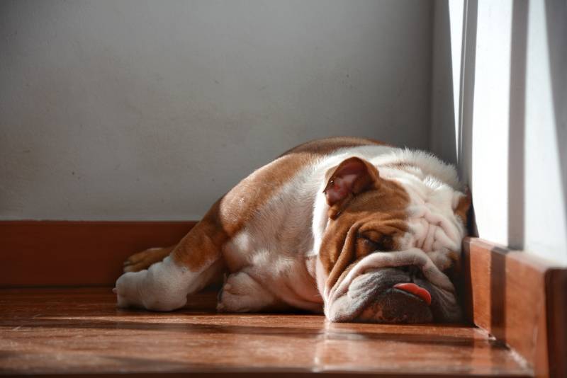 Why Do Dogs Sleep With Their Tongue Out? 6 Vet-Approved Reasons & FAQ