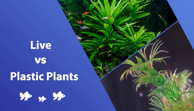 Live vs. Plastic Plants for a Goldfish Aquarium: Pros, Cons & Verdict