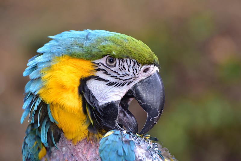 Feather Plucking in Parrots: Signs, Causes & Vet-Reviewed Care Tips