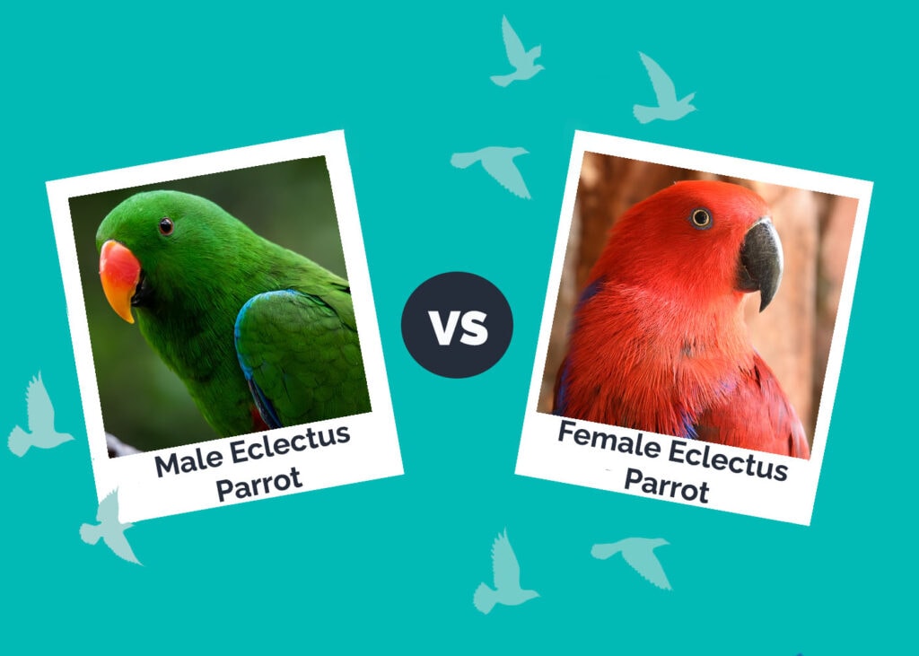 Eclectus Parrot Male vs Female: Main Differences & Comparison