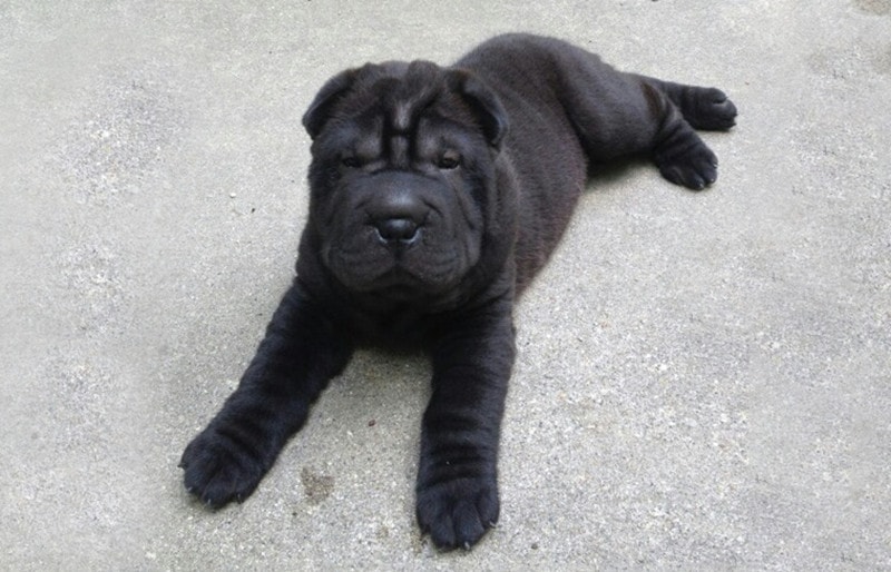 Miniature Shar Pei: Pictures, Care Guide, Temperament & Traits
