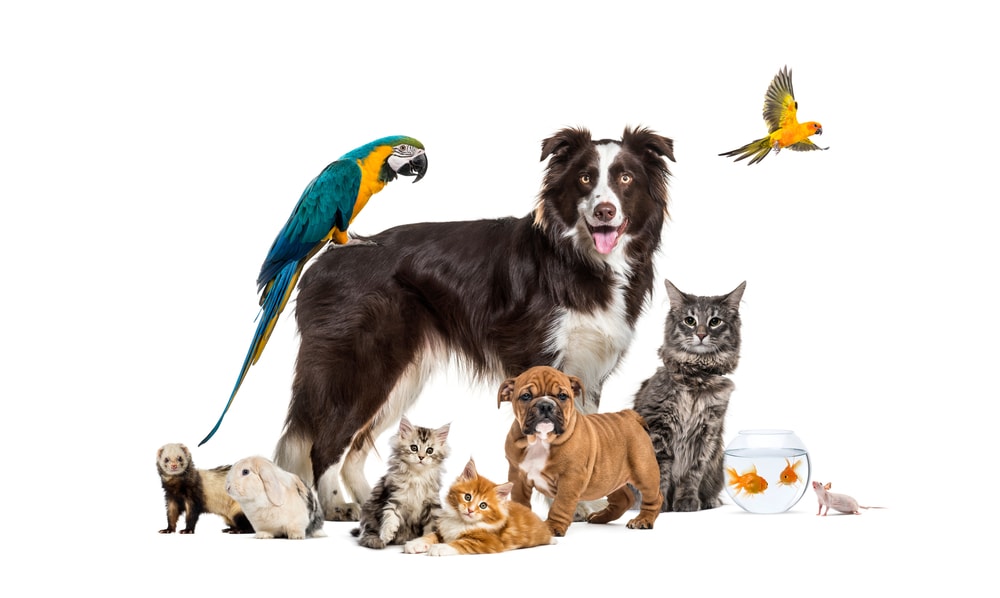 When Is World Animal Day? 2026 Update & How to Celebrate