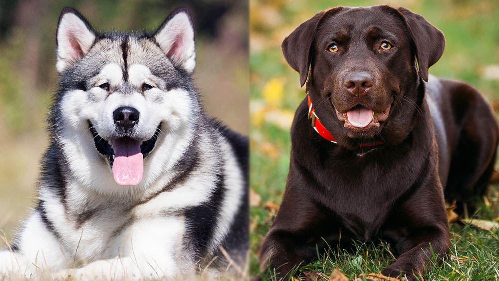 Alaskan Malador: Care, Pictures, Traits & Characteristics
