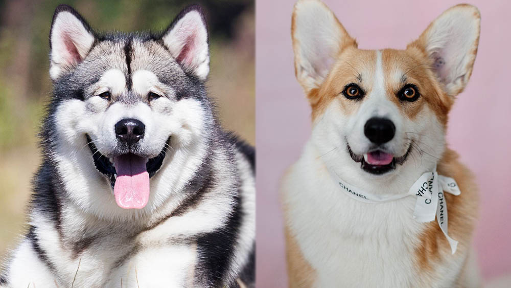 Alaskan Malamute Corgi Mix: Care, Pictures, Traits & More