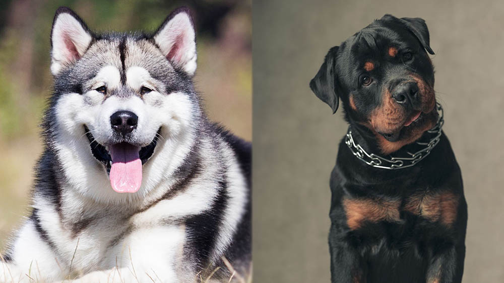 Alaskan Malamute Rottweiler Mix: Care, Pictures, Traits & Characteristics