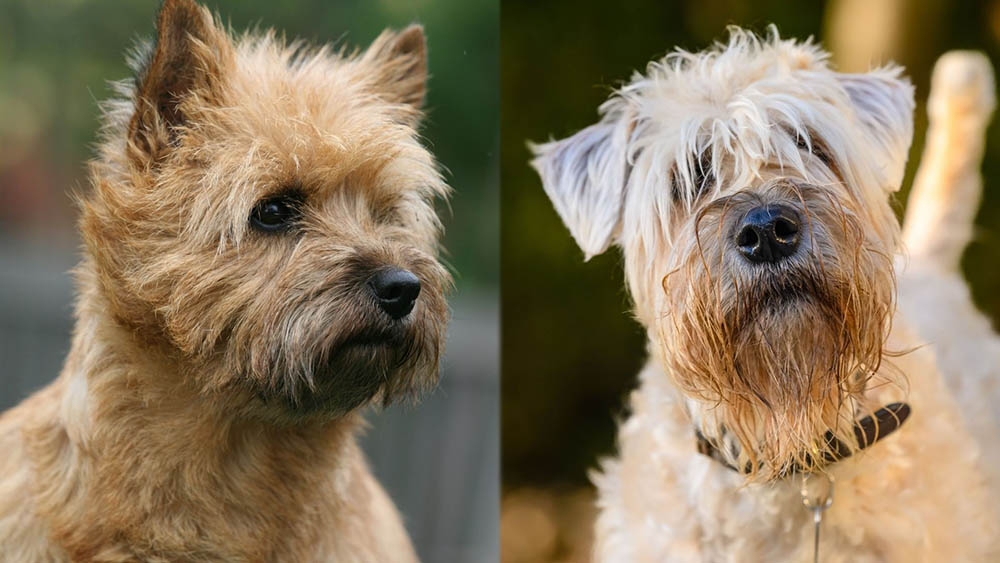 Cairn Terrier Wheaten Terrier Mix: Info, Pictures, Care Guide, Temperament & More