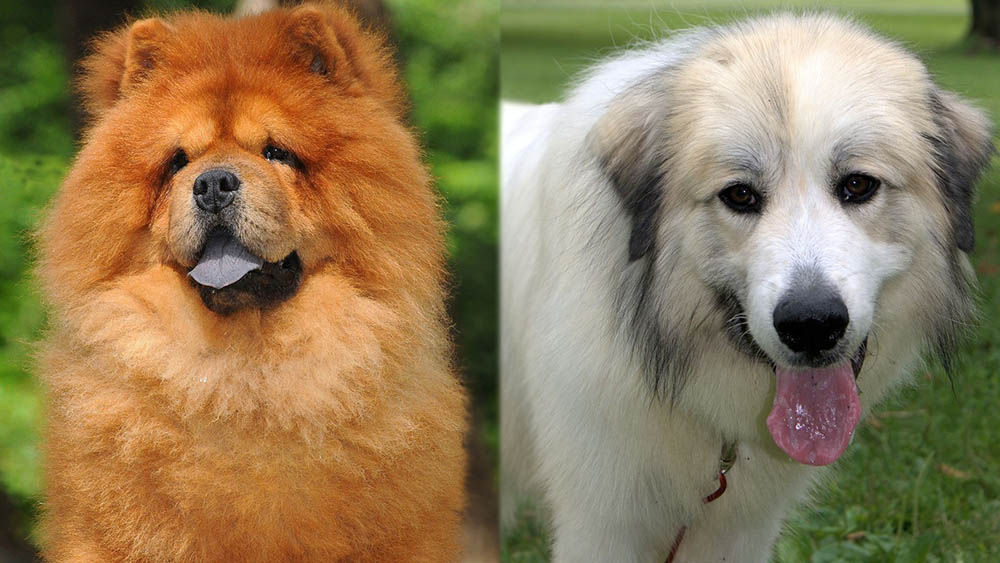 Chow Chow Great Pyrenees Mix: Pictures, Care Guide, Temperament & Traits