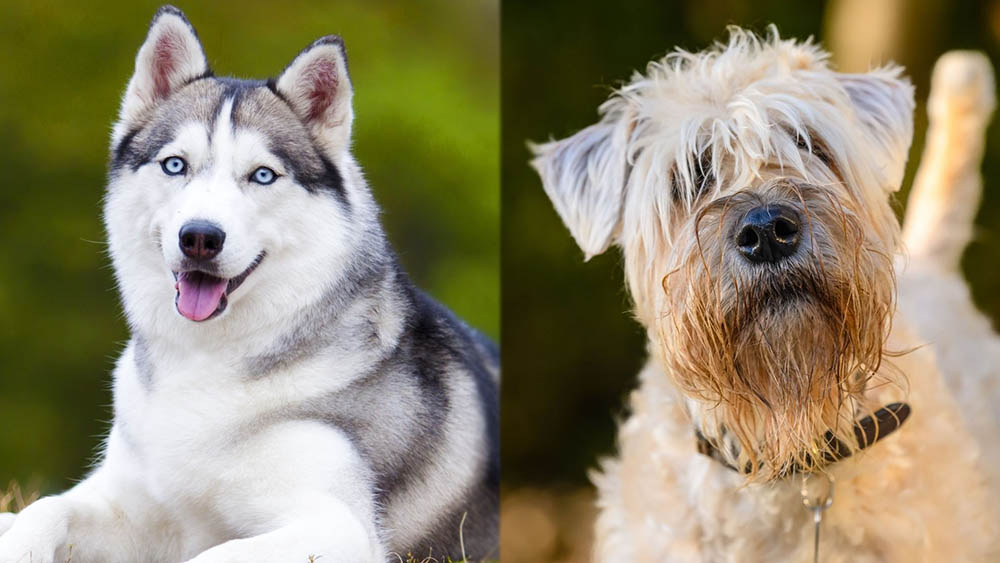Husky Wheaten Terrier Mix: Pictures, Care Guide, Temperament & More