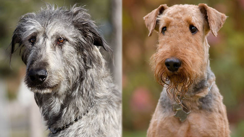 Irish Wolfhound Airedale Terrier Mix: Pictures, Care Guide, Temperament, & Traits