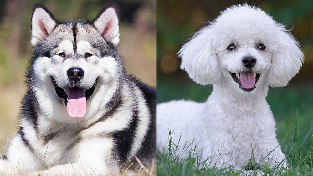Malamoodle (Alaskan Malamute Poodle Mix): Care, Pictures, Traits & Characteristics