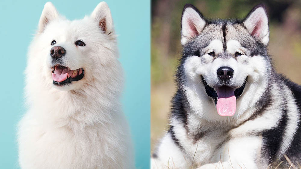 Samoyed Alaskan Malamute Mix: Info, Care, Pictures, Traits & More