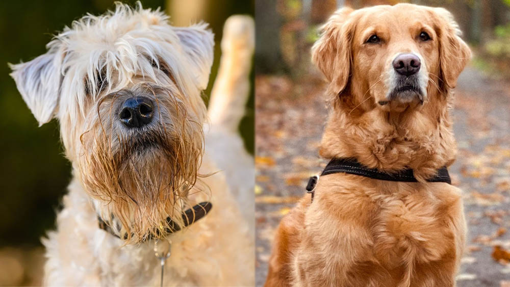 Soft-Coated Golden (Wheaten Terrier Golden Retriever Mix): Info, Pictures, Care & More