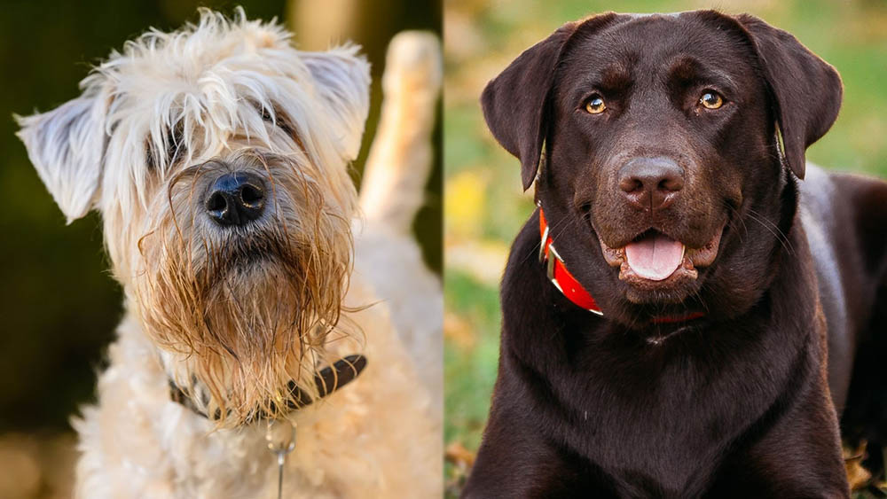 Wheatador (Wheaten Terrier Lab Mix): Info, Pictures, Care Guide, Temperament & More
