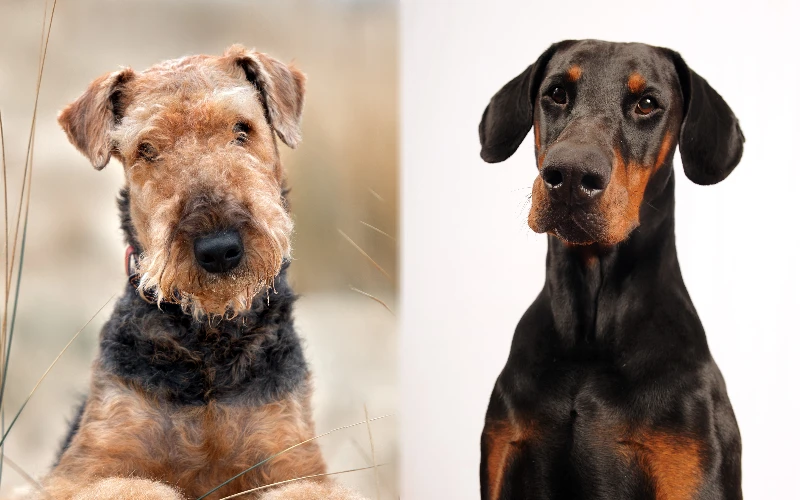 Parent breeds of the Dobiedale (Airedale Doberman Mix)