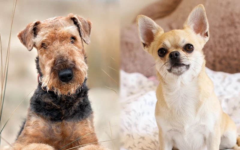 Parent breeds of the Chidale (Airedale Chihuahua Mix)