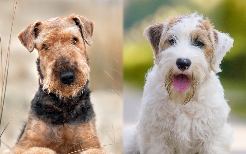 Parent breeds of the Sealydale (Airedale Sealyham Terrier Mix)