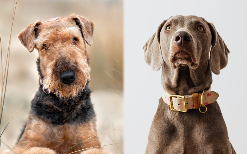 Parent breeds of the Weimardale (Weimaraner Airedale Terrier Mix)