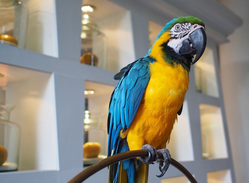 9 Largest Pet Parrot Breeds: Info, Pictures, Facts & History