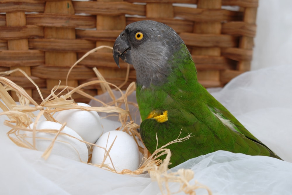 Can Parrots Lay Eggs Without Mating? Health Facts & FAQ