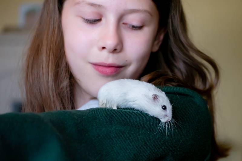 Pearl coloured winter white dwarf hamster sitting on pet owner's shoulder and playing