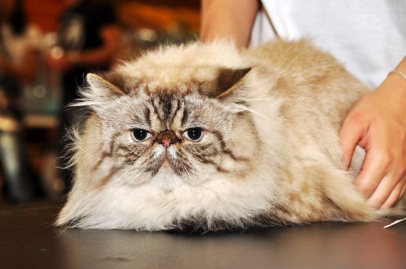 10 Flat-Faced Cat Breeds (With Info & Pictures)