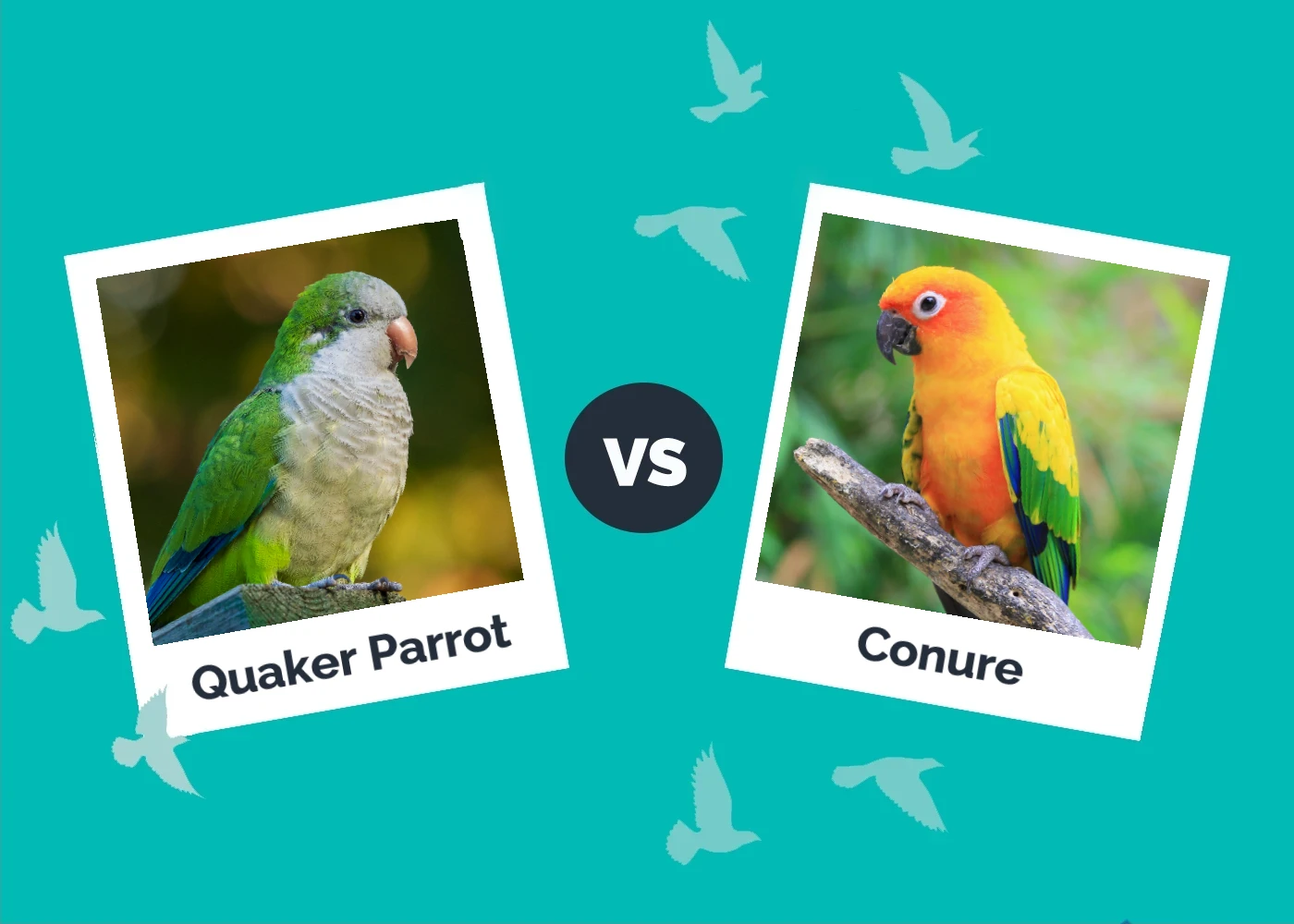 Quaker Parrot vs Conure: The Main Differences (With Pictures)