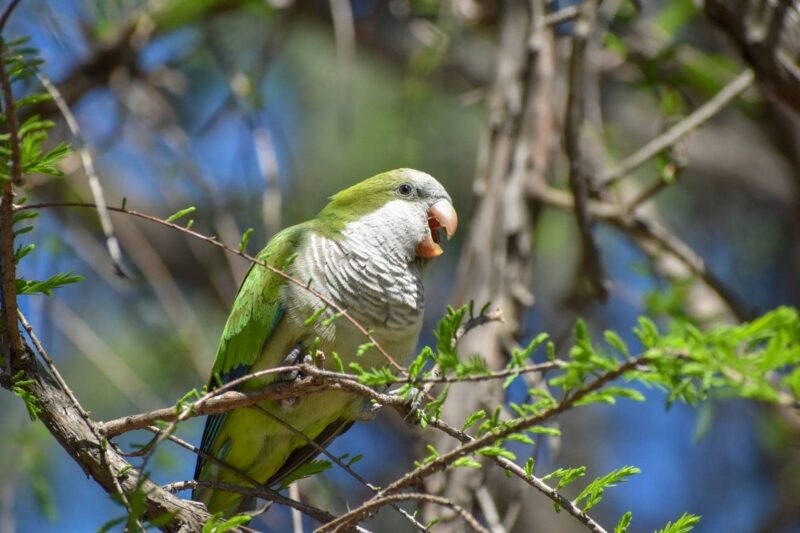 Are Quaker Parrots Loud? Sounds & What They Mean (Vet-Verified Info With Videos)