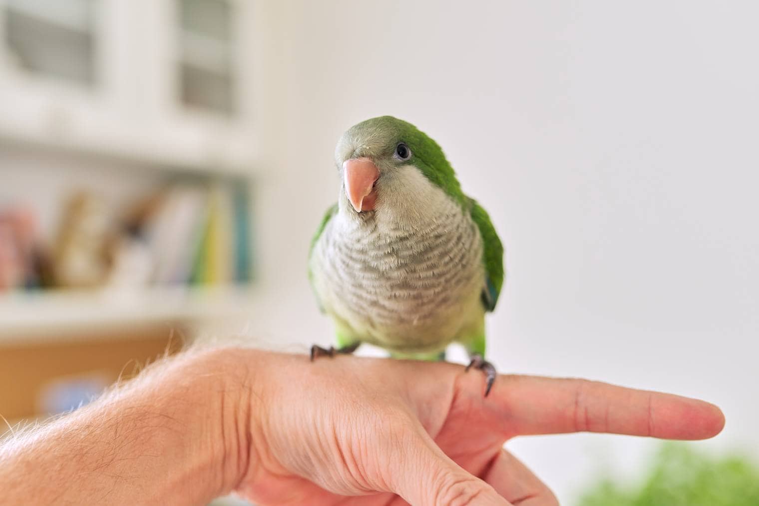 Do Quaker Parrots Talk? Bird Facts & FAQ