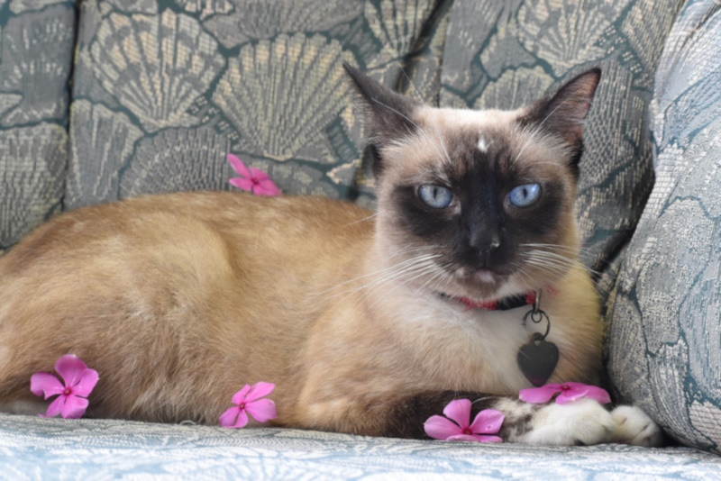Snowshoe Ragdoll Cat: Pictures, Care Guide, Info & More