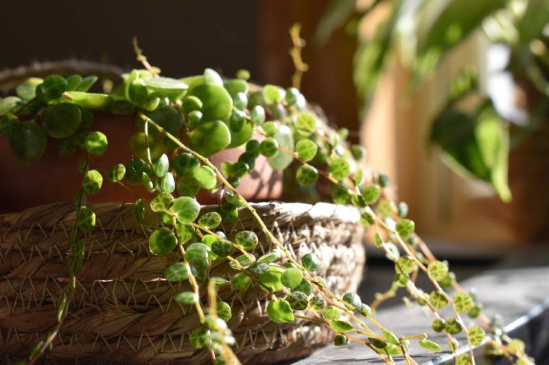Is String of Turtles Plant Toxic to Cats? Vet-Approved Facts & FAQ