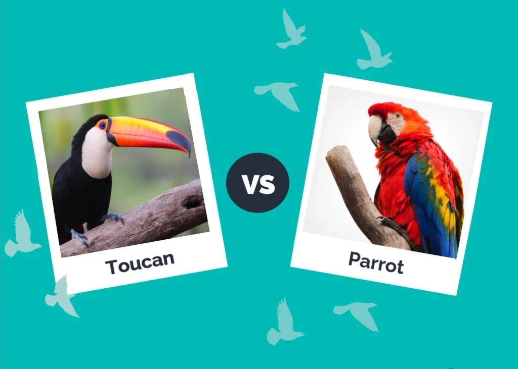 Toucan vs. Parrot: Bird Comparison & Differences (With Pictures)