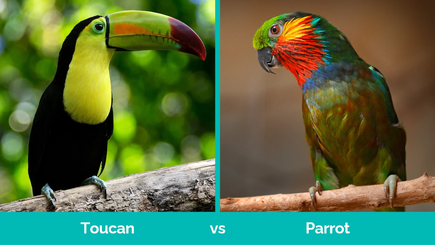 Toucan vs Parrot - Visual Differences