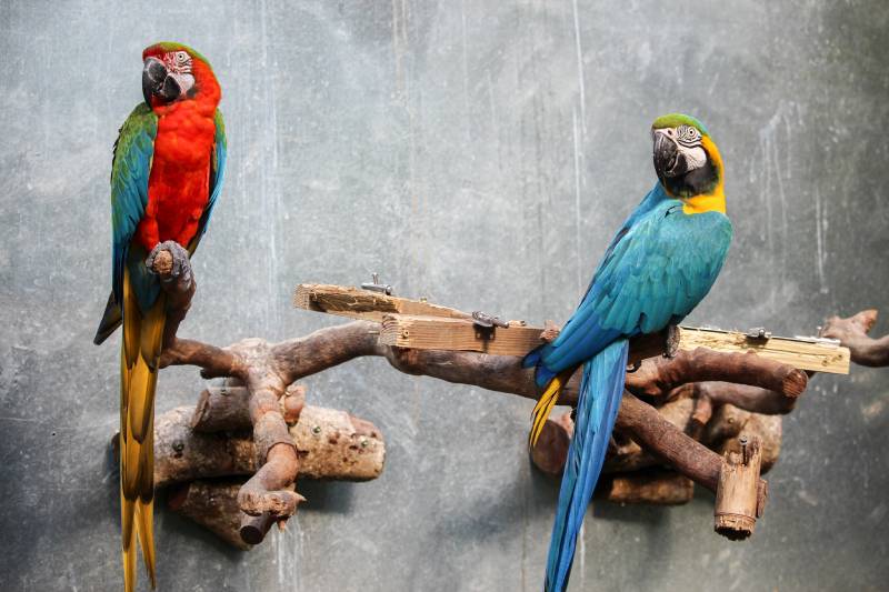 10 DIY Parrot Stands Plans You Can Make Today