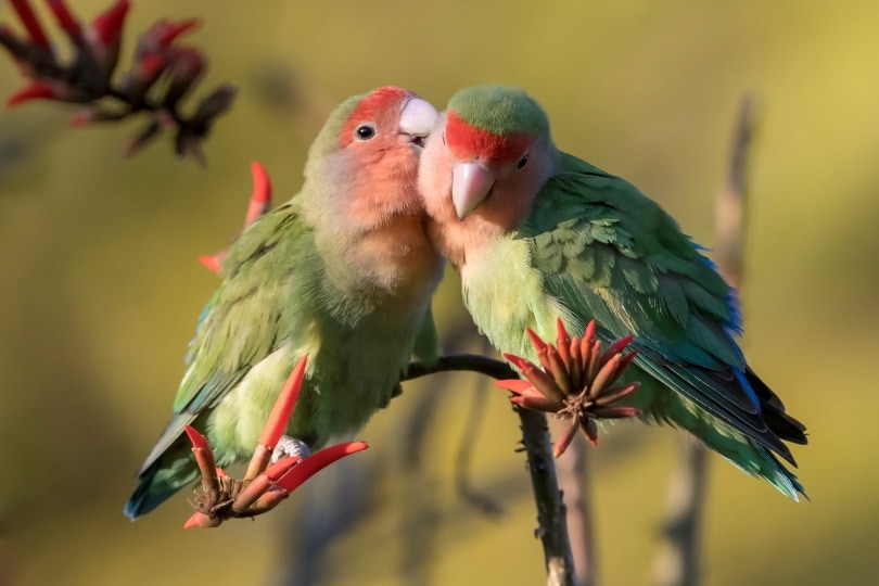 14 Green Parrot Types: Info, Pictures, Facts, and History