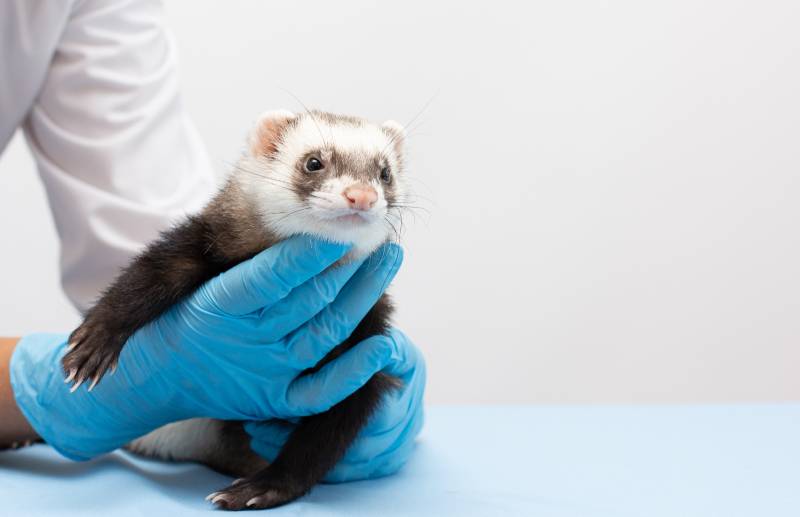 Ear Mites in Ferrets: Our Vet Explains Signs, Causes, Care Tips & FAQ