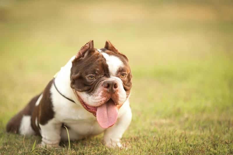 Micro American Bully: Facts, Origin & History (With Pictures)