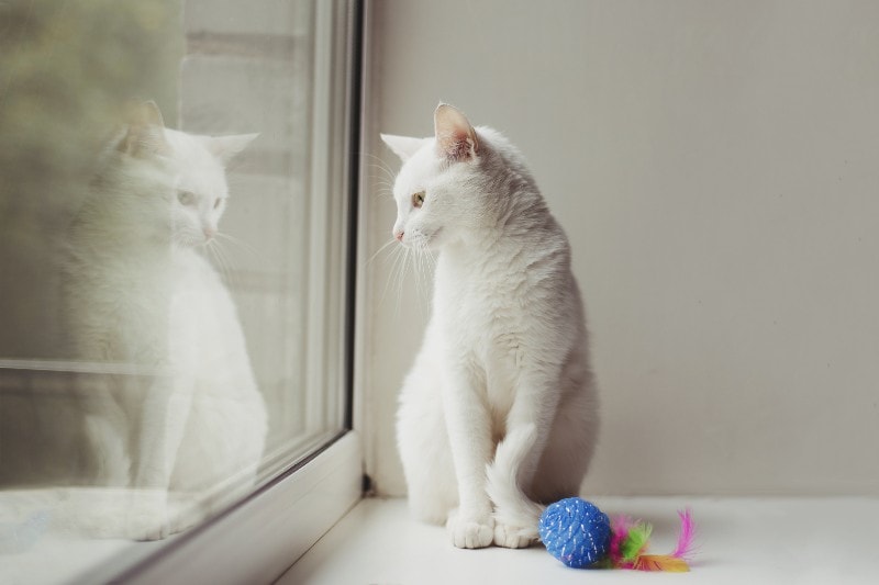 Why Does My Cat Cry When I Leave? 4 Common Reasons