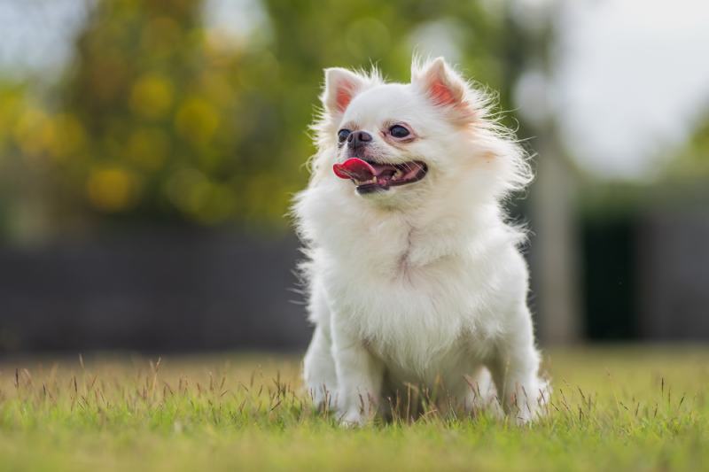25 Fun Chihuahua Facts You Should Know