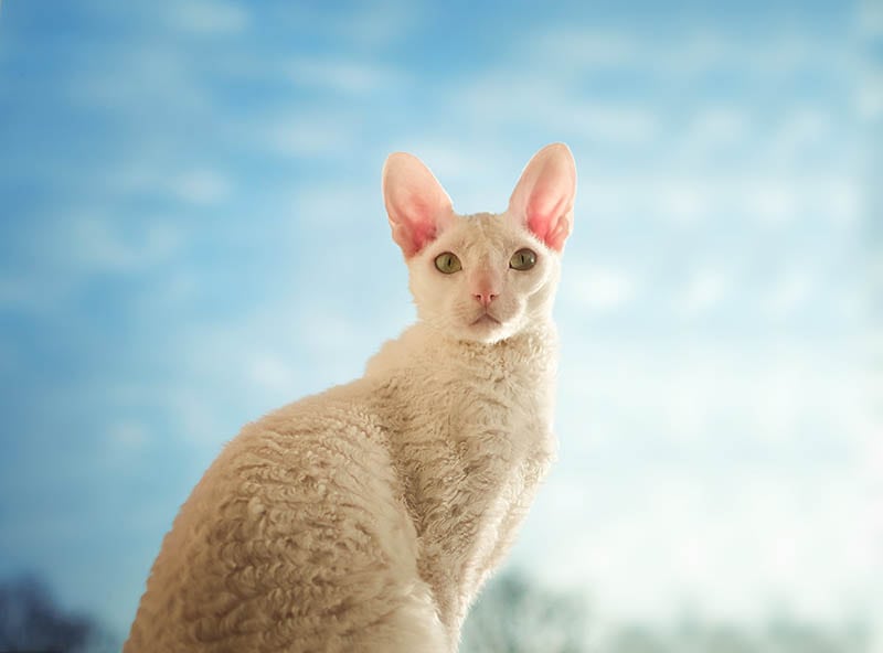Are Cornish Rex Cats Hypoallergenic? Vet Approved Facts & Tips