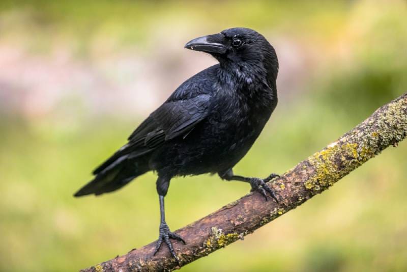 Are Crows Smarter Than Parrots? Bird Intelligence Explained