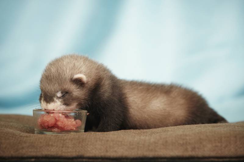 Are Ferrets Carnivores? Vet Approved Nutrition Facts