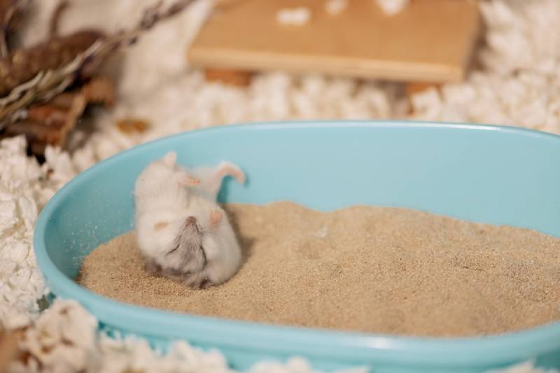 How to Give a Hamster a Bath: Vet-Approved Step-by-Step Guide
