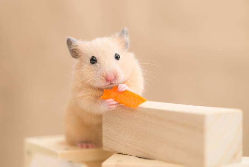 What Fruits & Vegetables Can Hamsters Eat? Vet-Approved List
