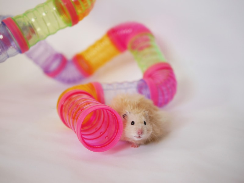 10 DIY Hamster Maze Ideas & Plans You Can Make Today (With Pictures)