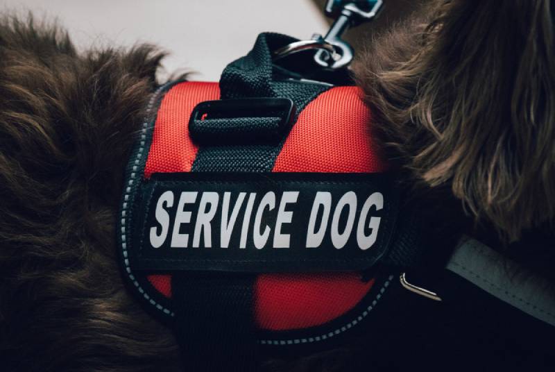 Are Service Dogs Allowed in Restaurants? 2026 Guide