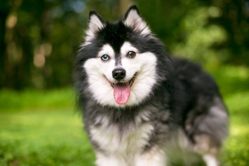 Alaskan Klee Kai: Care, Pictures, Traits & More